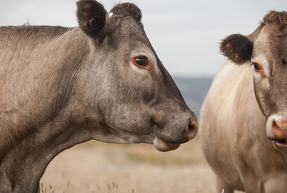 SIMMONDS_SaintAire_Cattle-0740