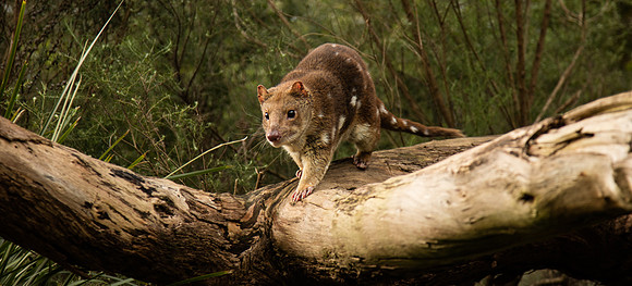 Conservation Ecology Centre, Spotted Quoll