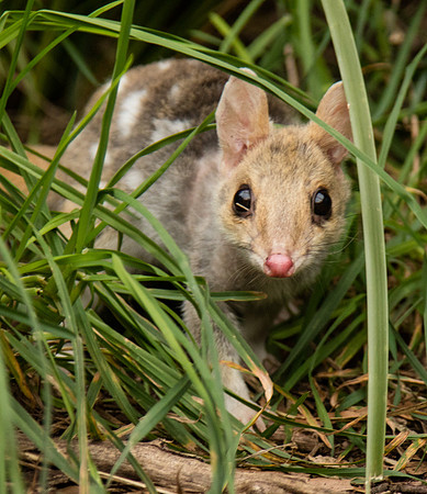 Conservation Ecology Centre, Eastern Quoll