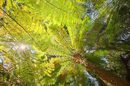 SIMMONDS_Otway_Forest_2676