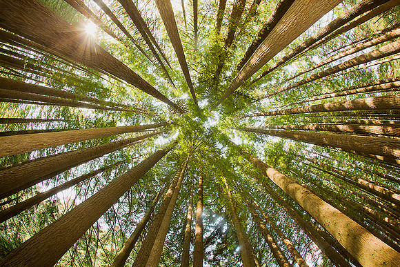 SIMMONDS_OtwayRedwoods_W1550px