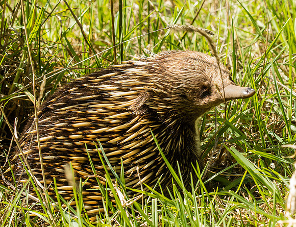 Otway Wildlife, Echnida