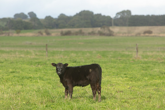 Simmonds_Dillon_Farm_3-4267_web