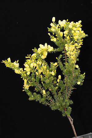 Simmonds_LC_Acacia_verticillata-3824