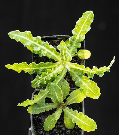 Simmonds_LC_Actites_megalocarpa(Carisbrook)-3696