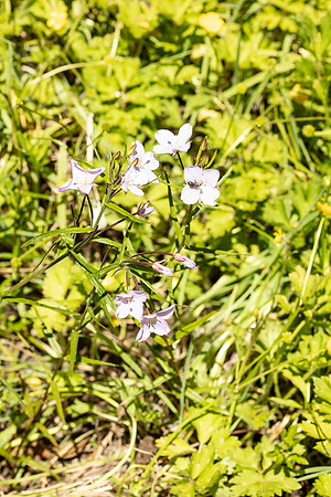 SIMMONDS_LC_Plant_Guide-0119