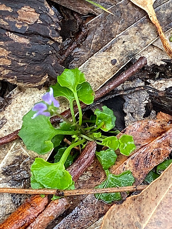 Simmonds_LC_Viola-8330_web