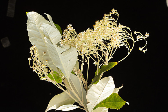 SIMMONDS_AST_Olearia_argophylla-0015_web