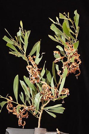 SIMMONDS_LC_Flora_Acacia_melanoxylon-6730