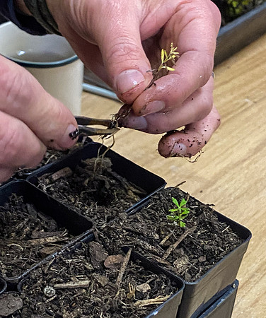 Simmonds_LC_Seed_workshop_25-2514