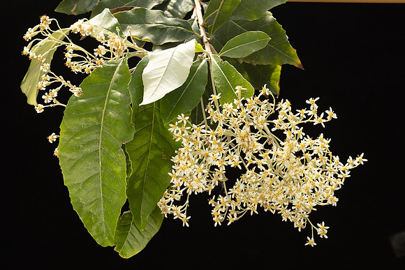 SIMMONDS_AST_Olearia_argophylla-0010