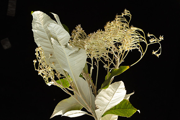 SIMMONDS_AST_Olearia_argophylla-0012_web