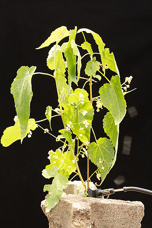 SIMMONDS_MAL_Gynatrix_pulchella-0036