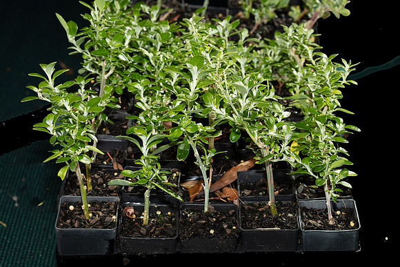 Simmonds_LC_Rhagodia_candolea-3150