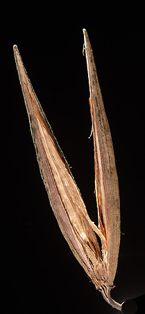 Simmonds_LC_Parsonsia_brownii-6295