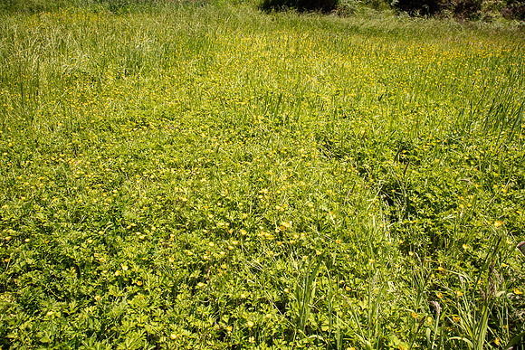 SIMMONDS_LC_Plant_Guide-0092