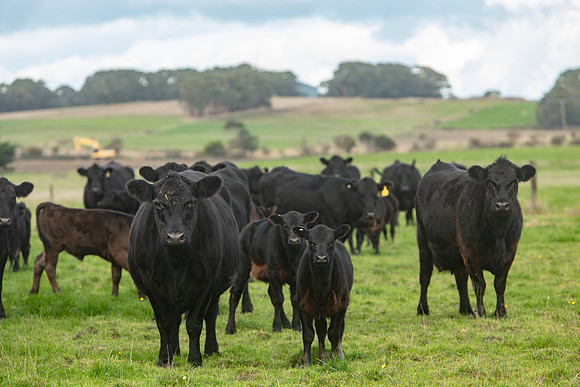 Simmonds_Dillon_Farm_3-4291_A4