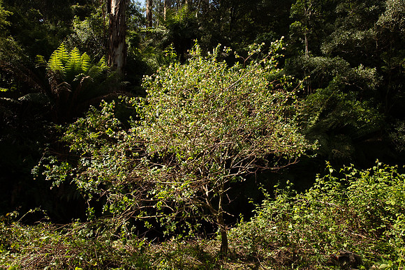 SIMMONDS_LC_Plant_Guide-0214