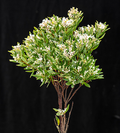 Simmonds_LC_Leucopogon_parriflorus -3677