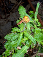 Daisy Genera