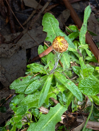 Simmonds_LC_Coronidium_scorpioides-MLF-8328