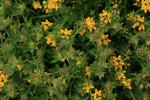 SIMMONDS_LC_Lotus_uliginosus_(Greater_Birds-foot_Treefoil)-7122