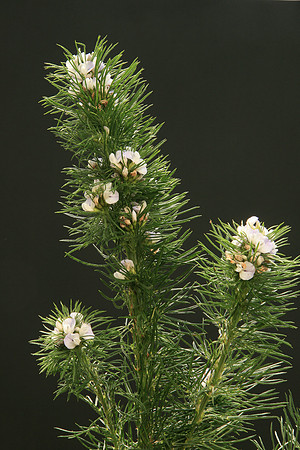 SIMMONDS_LC_Psoralea_pinnata_(Blue Psoralea)-6473_web