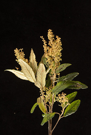 Simmonds_LC_Pomaderris-aspera-0019_web