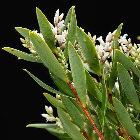 Simmonds_LC_Leucopogon_parriflorus -3679