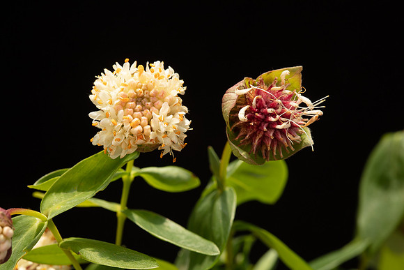 SIMMONDS_TH-Pimelea_Ligustrina-9994