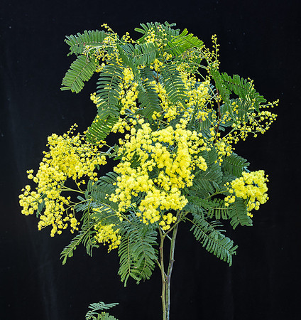 Simmonds_LC_Acacia_nanodealbata-3772