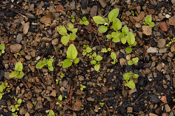 SIMMONDS_LC_Flora_Olearaia_lirata-6469