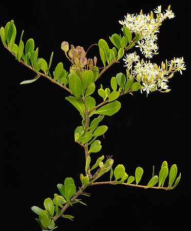 SIMMONDS_LC_Alyxia-buxifolia-1954