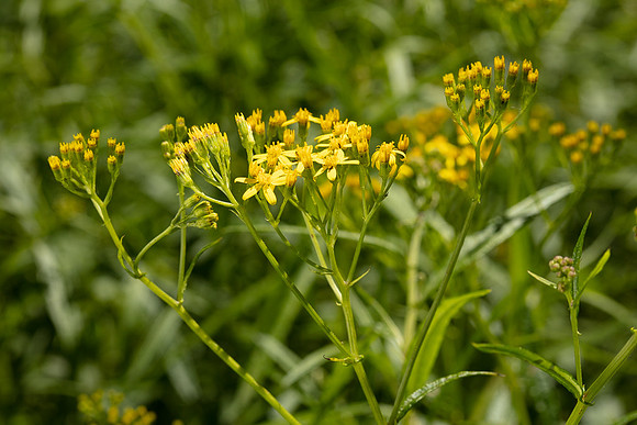 SIMMONDS_LC_Plant_Guide-0087