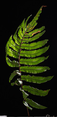 SIMMONDS_LC_Blechnum_wattsii(Hard_Waterfern)-8629