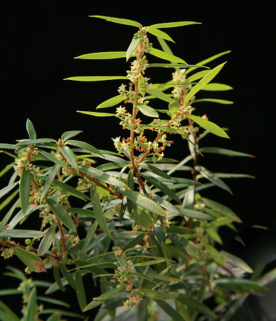 SIMMONDS_LC_Monotoca_?glauca_(Currantwood)-7215