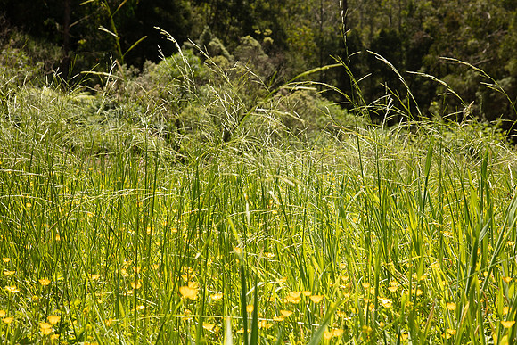 SIMMONDS_LC_Plant_Guide-0095