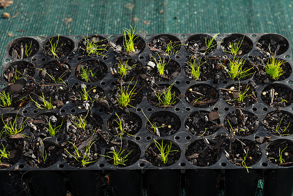 Simmonds_LC_Ficinia_nodosa(sown10-3-2021-3131