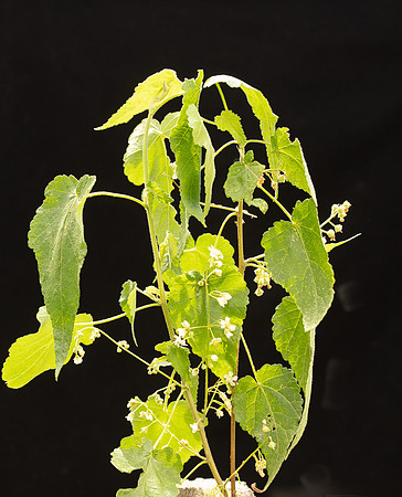 SIMMONDS_MAL_Gynatrix_pulchella-0036_web