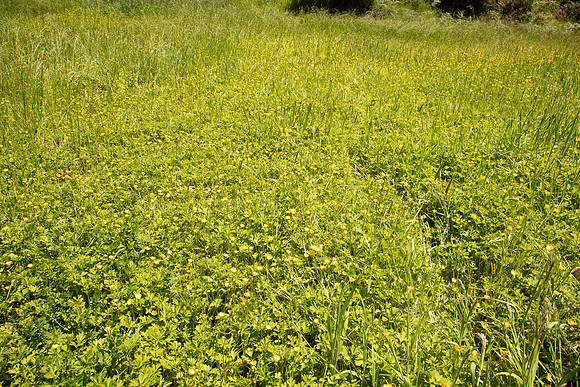SIMMONDS_LC_Ranunculus-repens-0092_web