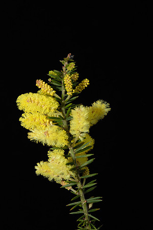 Simmonds_LC_Acacia_verticillata-3829