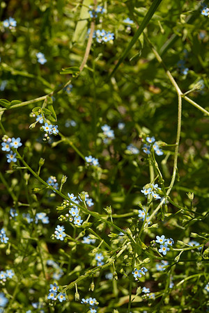 SIMMONDS_LC_Plant_Guide-0133