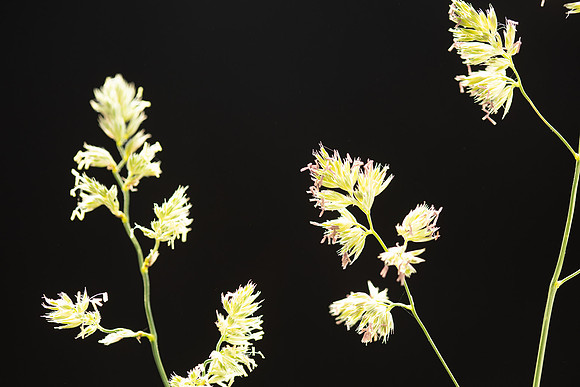 Simmonds_LC_Dactylis_glomerata_Coxfoot-0893_web