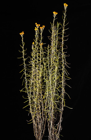 Simmonds_LC_Chrysocephalum_semipapposum-2