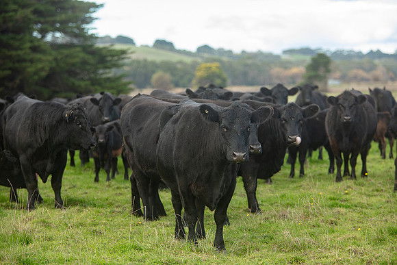 Simmonds_Dillon_Farm_3-4305_web