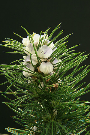 SIMMONDS_LC_Psoralea_pinnata_(Blue Psoralea)-6472_web