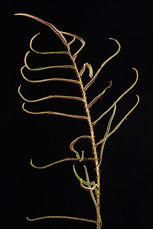 SIMMONDS_LC_Blechnum_wattsii(Hard_Waterfern)-8625-2