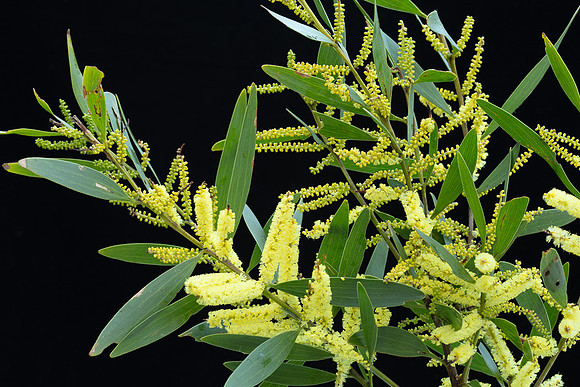 Simmonds_LC_Acacia_longifolia_ssp._sophorae-3728