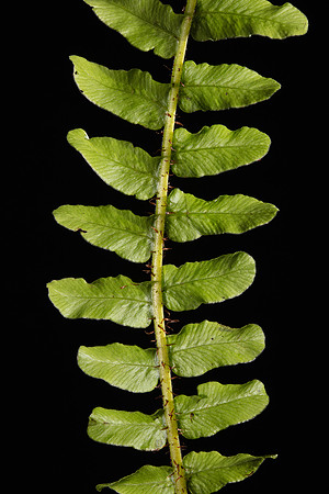 Simmonds_Blechnum_fluviatile-2-17