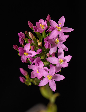 Simmonds_LC_Centaurium-erythraea_common_sentaury-2057